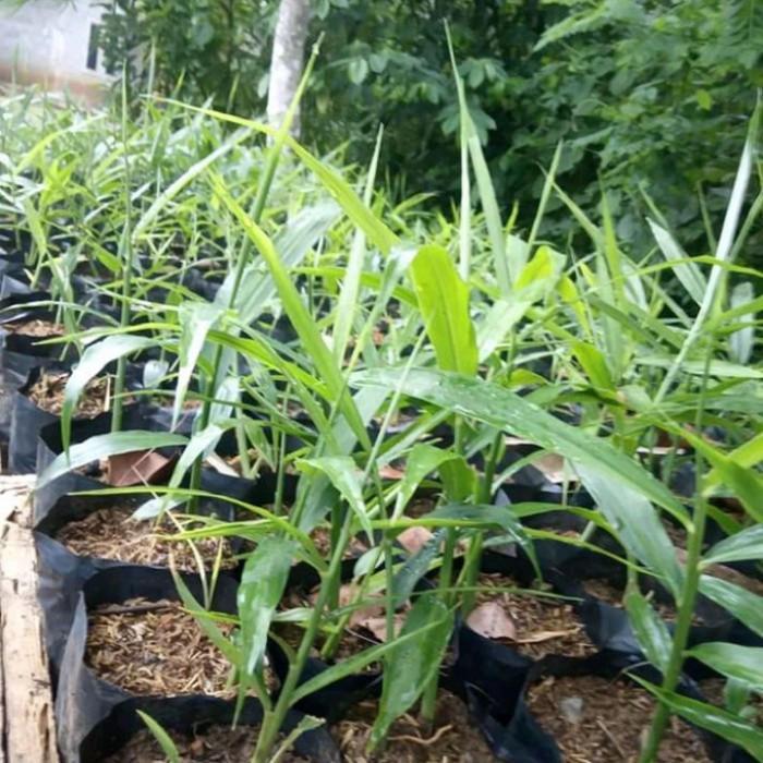 bibit jahe gajah,jahe gajah super,tanaman herbal,jahe gajah unggul N-storee