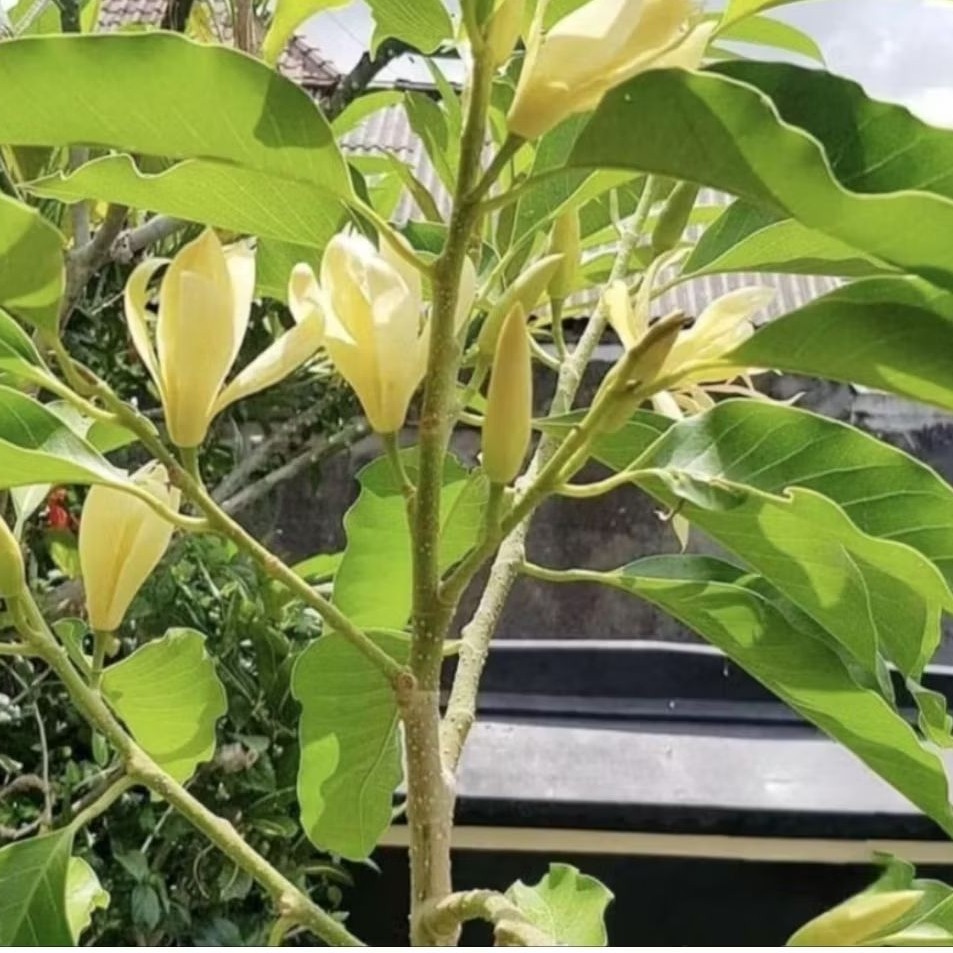 Pohon Kantil/ Cempaka Bunga Kuning, Bibit Tanaman Pohon Bunga Kantil Murah/ Pohon Kantil Berkualitas