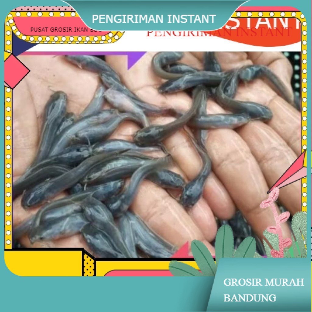 Bibit / benih ikan lele ukuran 3-5 cm per ekor grosir bandung INSTANT MURAH terdekat
