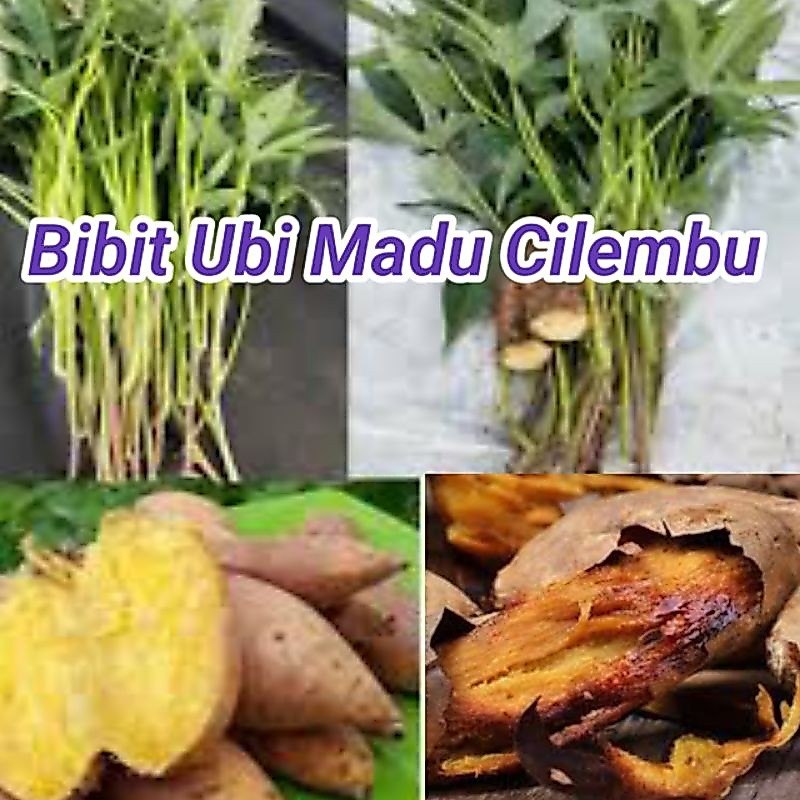 Bibit UBI MADU Cilembu