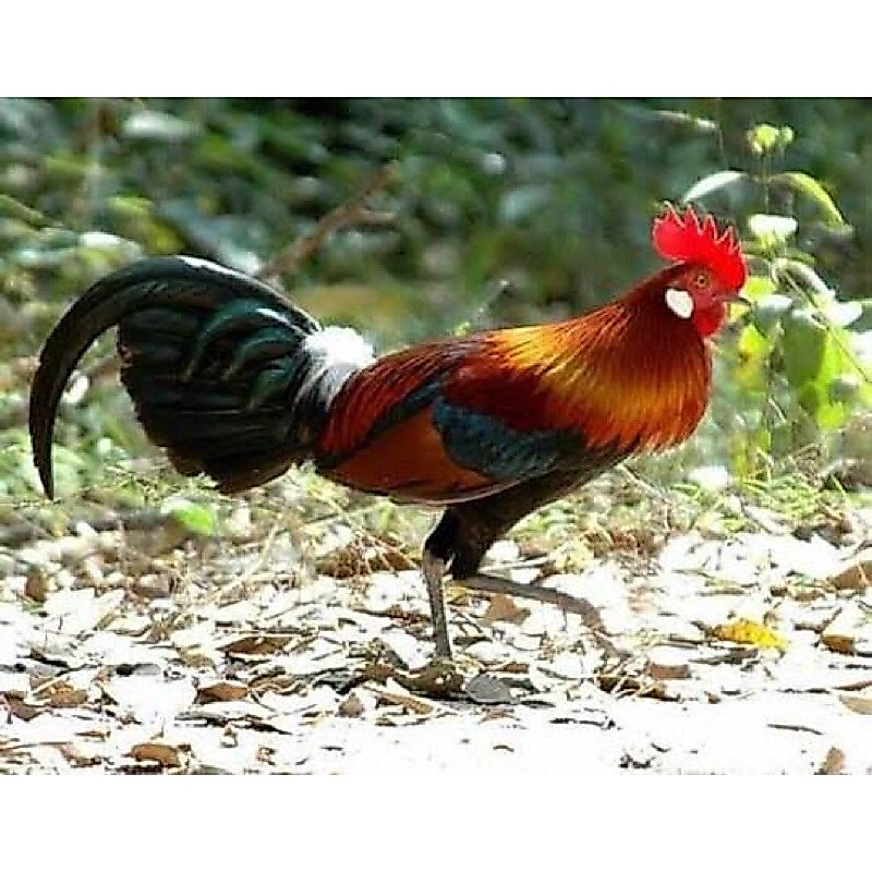 Ayam Hutan Merah Sumatera