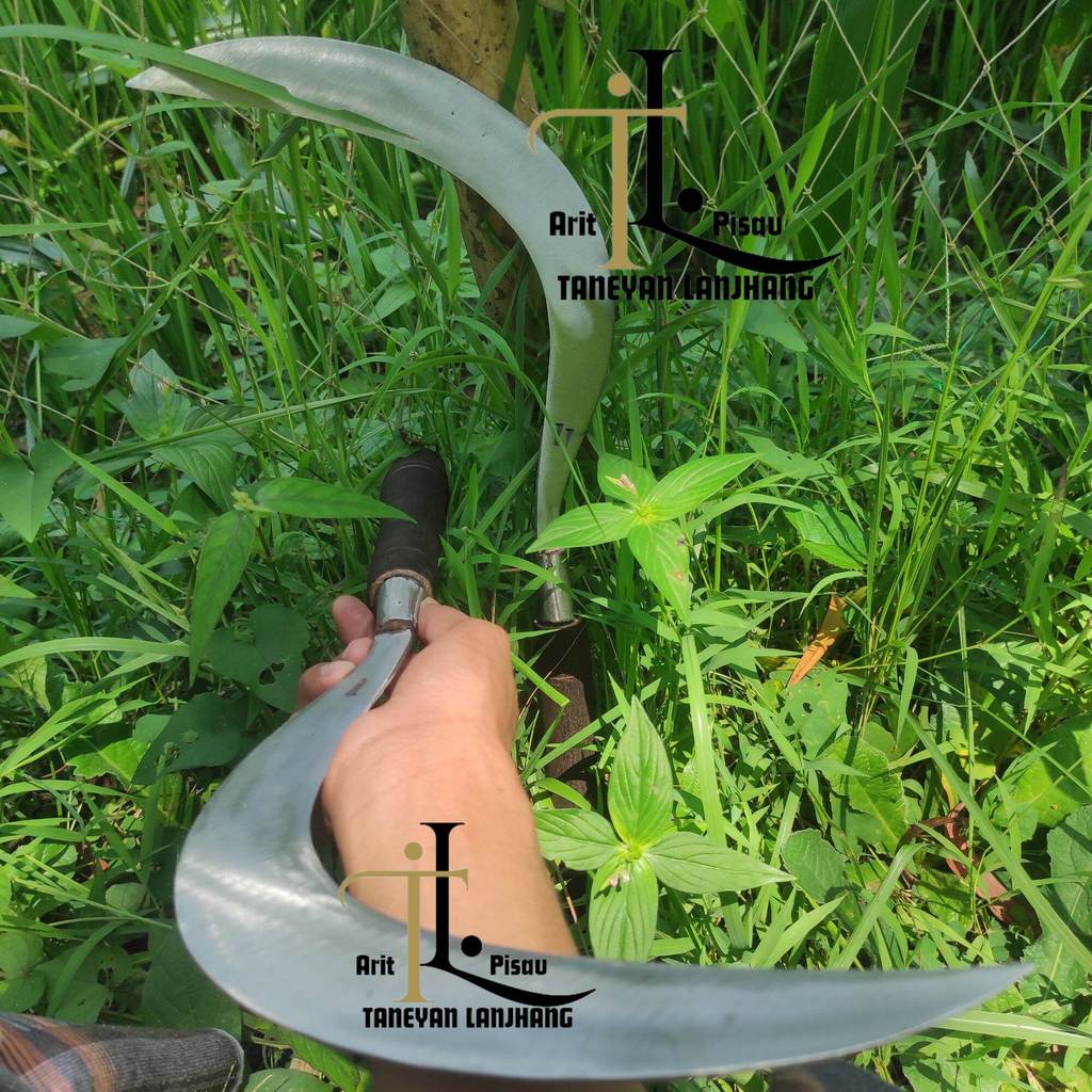 Arit cap Z Ukuran 46 Cm Sabit Rumput Full Baja Sabit Asli Madura Sabit Rumput