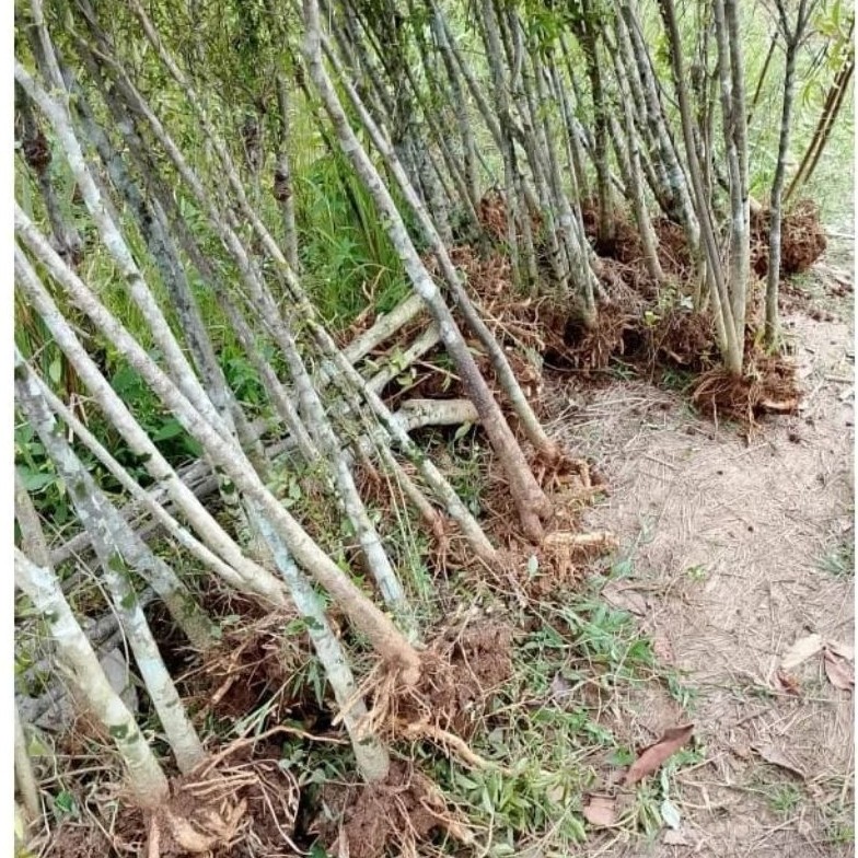 Bahan bonsai anting putri Besar setang cangkul tinggi potongan 1 meter
