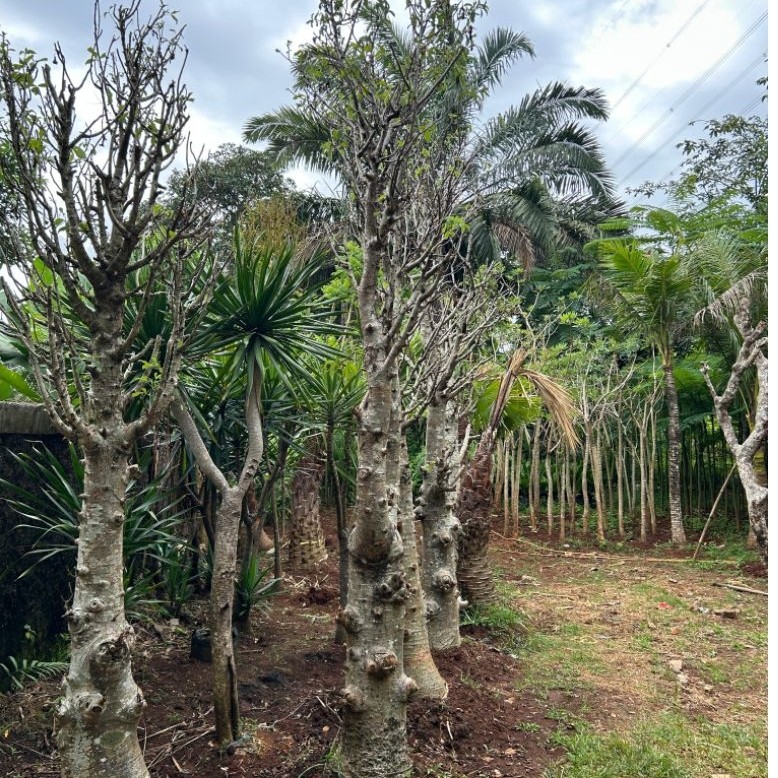 Pohon Baobab kaki gajah