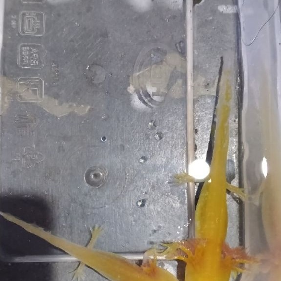 Dekorasi aquarium axolot Golden