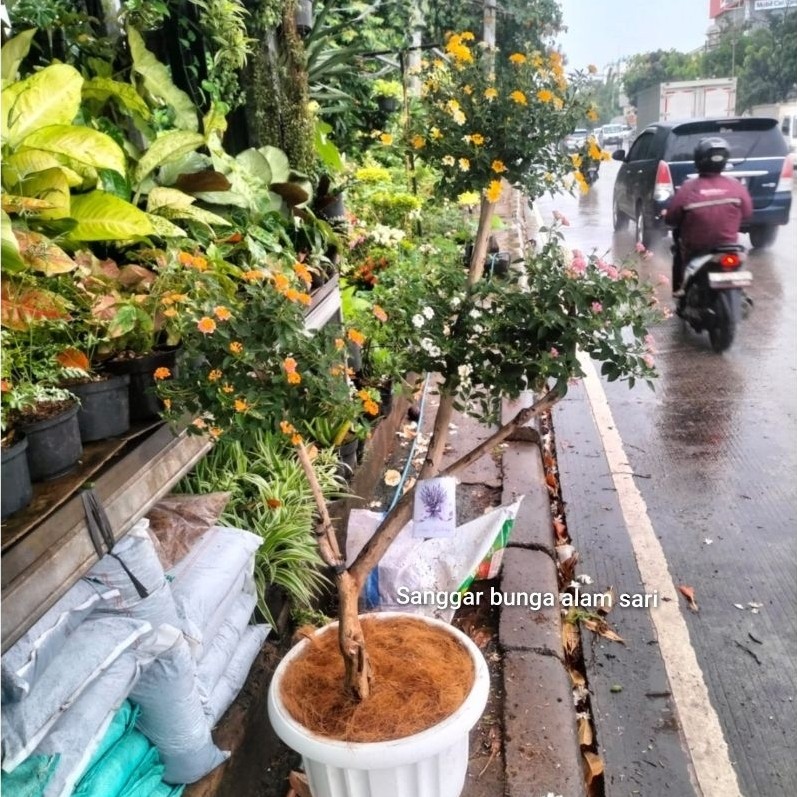 TANAMAN BONSAI LANTANA 3 CABANG BUNGA WARNA WARNI PLUS POT PUTI