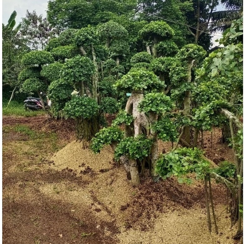 Tanaman Hias Bonsai Beringin Pohon Bonsai Beringin Tanaman Hidup Pohon Beringin