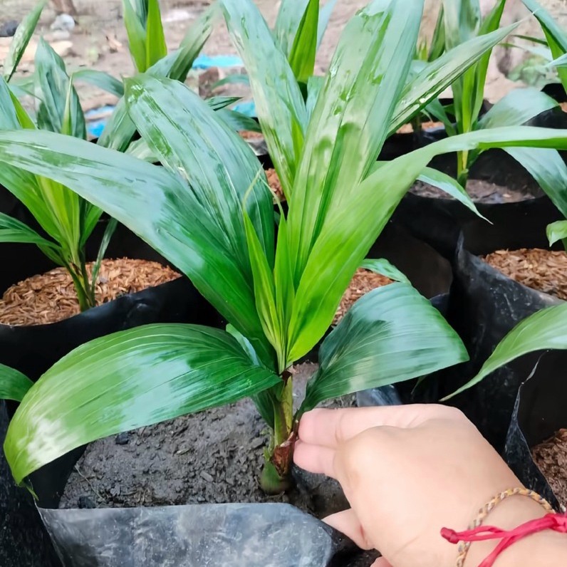BIBIT POHON SAWIT SRIWIJAYA UNGGULAN