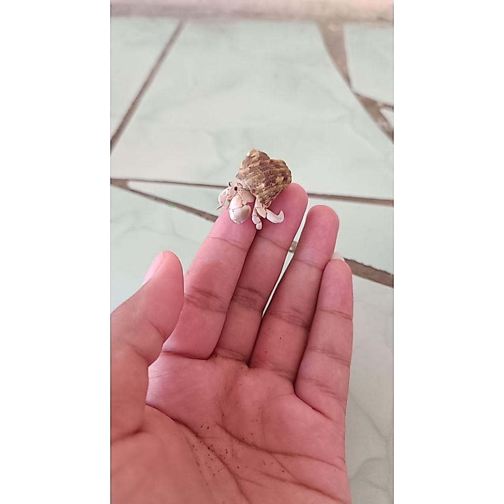 Rugosus Putih size M