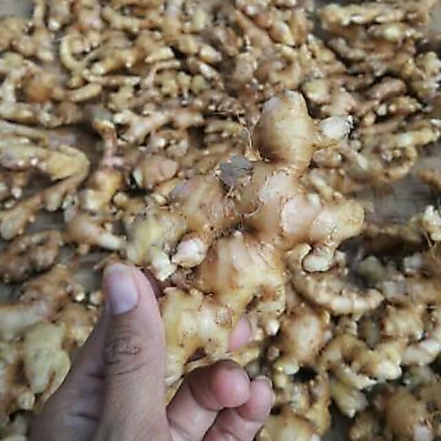 (1 Kg) Jahe Emprit Prit Jawa Jahe Paris Bersih Cucian - 250 Gram