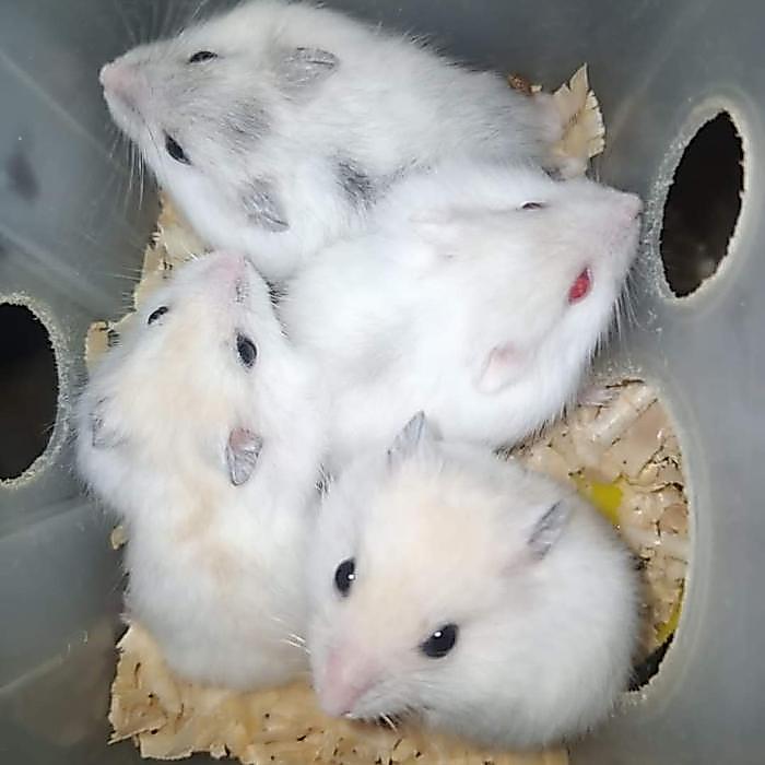 hamster winter white pearl jinak