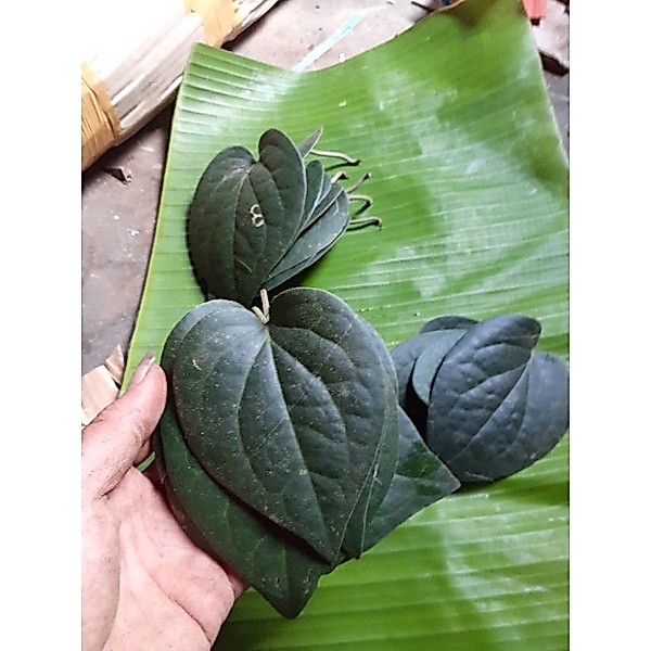 Herbal Daun sirih hitam fresh asli hutan 50 lembar