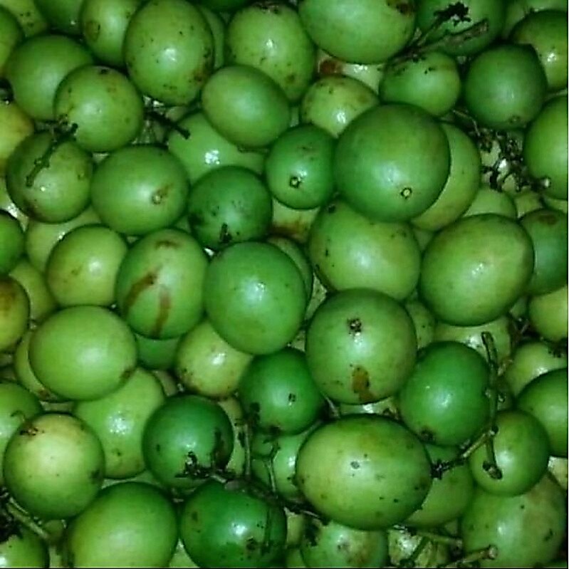 BUAH GANDARIA BUAH JATAKE MUDA SEGAR 1 KG