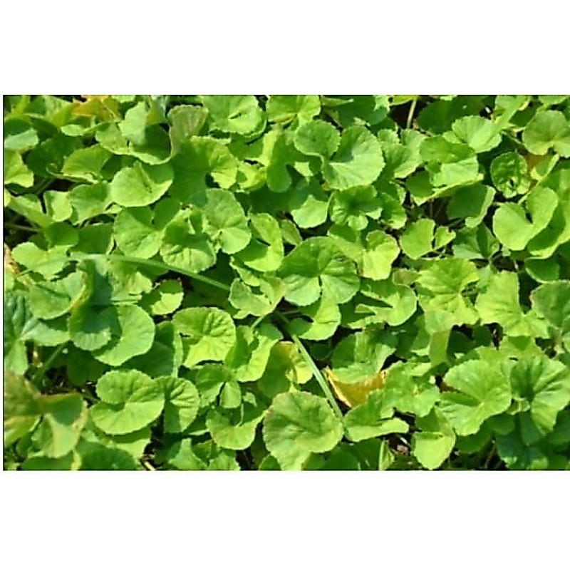 Daun pegagan siap tanam / bibit pegagan atau antanan / bibit antanan / bibit centella asiatica / bib