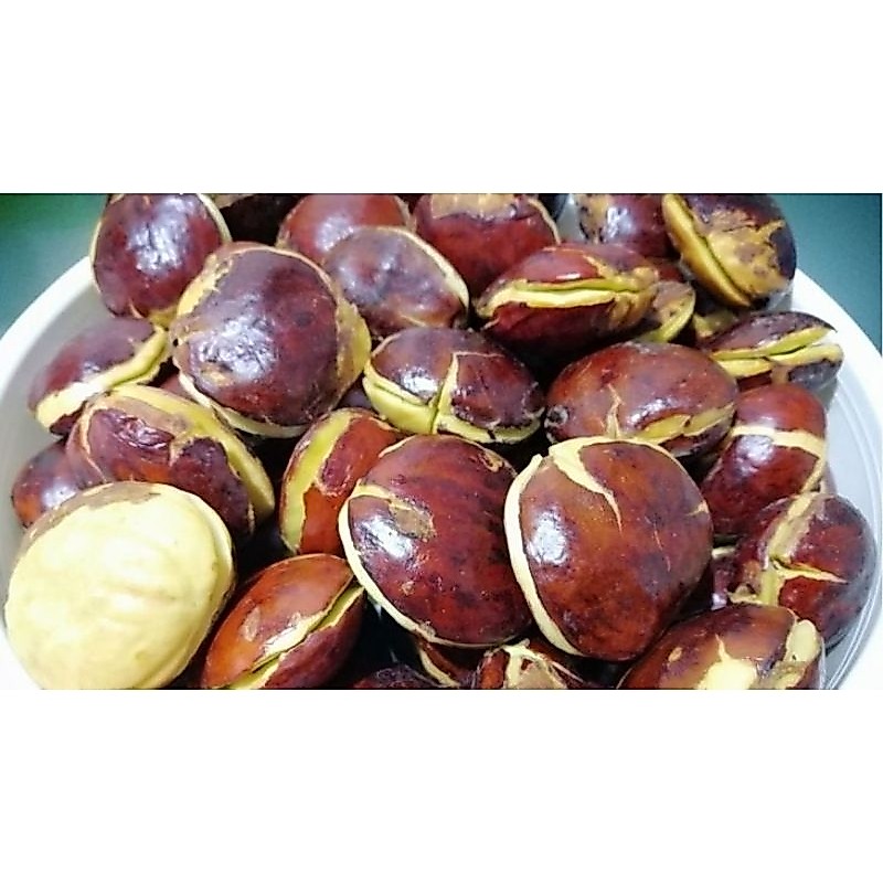 Jengkol Tua Jepara Besar 250 gram