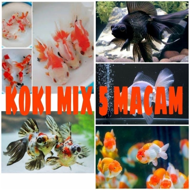 koki mix isi 10 oranda tekim rancu buldog tc jitam putih hiasan aquarium