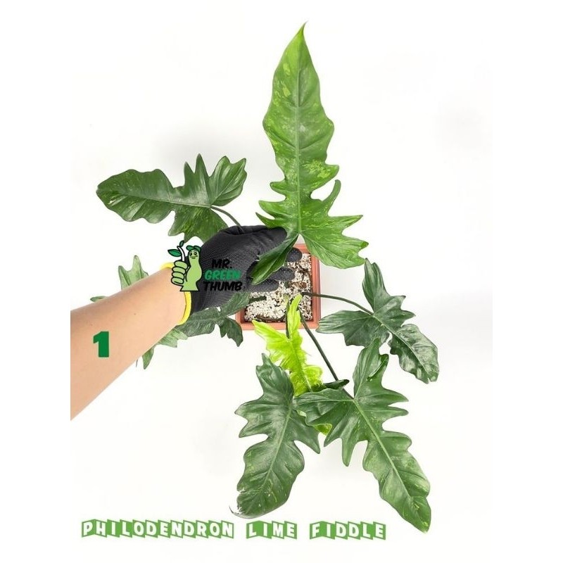 TANAMAN HIAS PHILODENDRON LIME FIDDLE DRAGON VARIEGATA - TANAMAN HIAS INDOOR