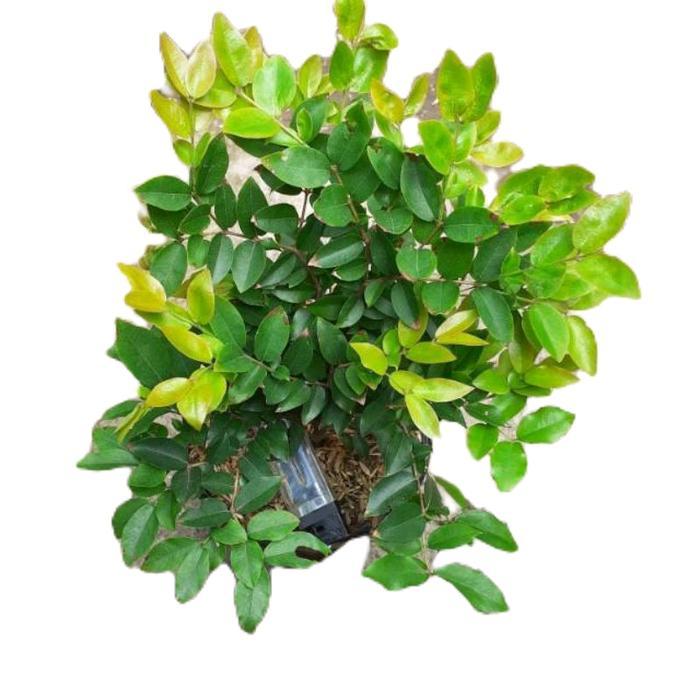 tanamanhias anggur brazil - tanaman anggur brazil - anggur brazil