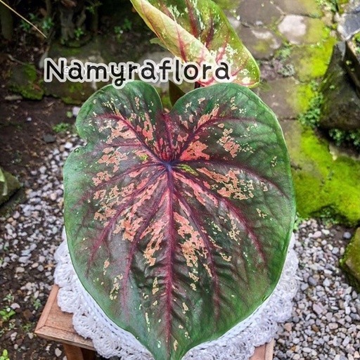 bibit bonggol caladium doreng