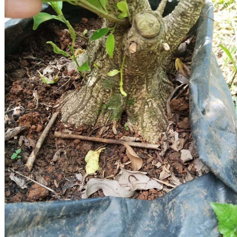 kimeng pecah batang 8 dan 16 bahan bonsai ( bonus pupuk)