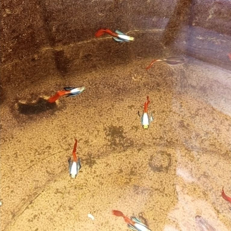 Guppy PRTDE