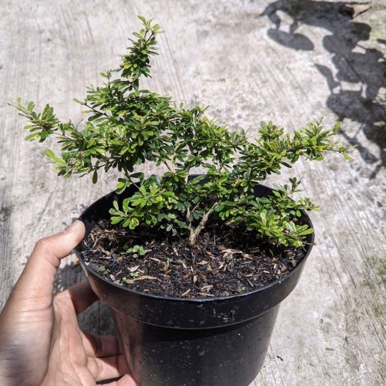Bahan bonsai saeng simbur micro vietnam varigata