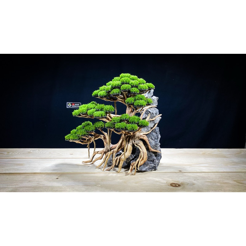 BONSAI AQUASCAPE SIAP PAKAI | BONSAI AQUARIUM | HIASAN AQUARIUM | AKSESORIS AQUARIUM     Berkualitas