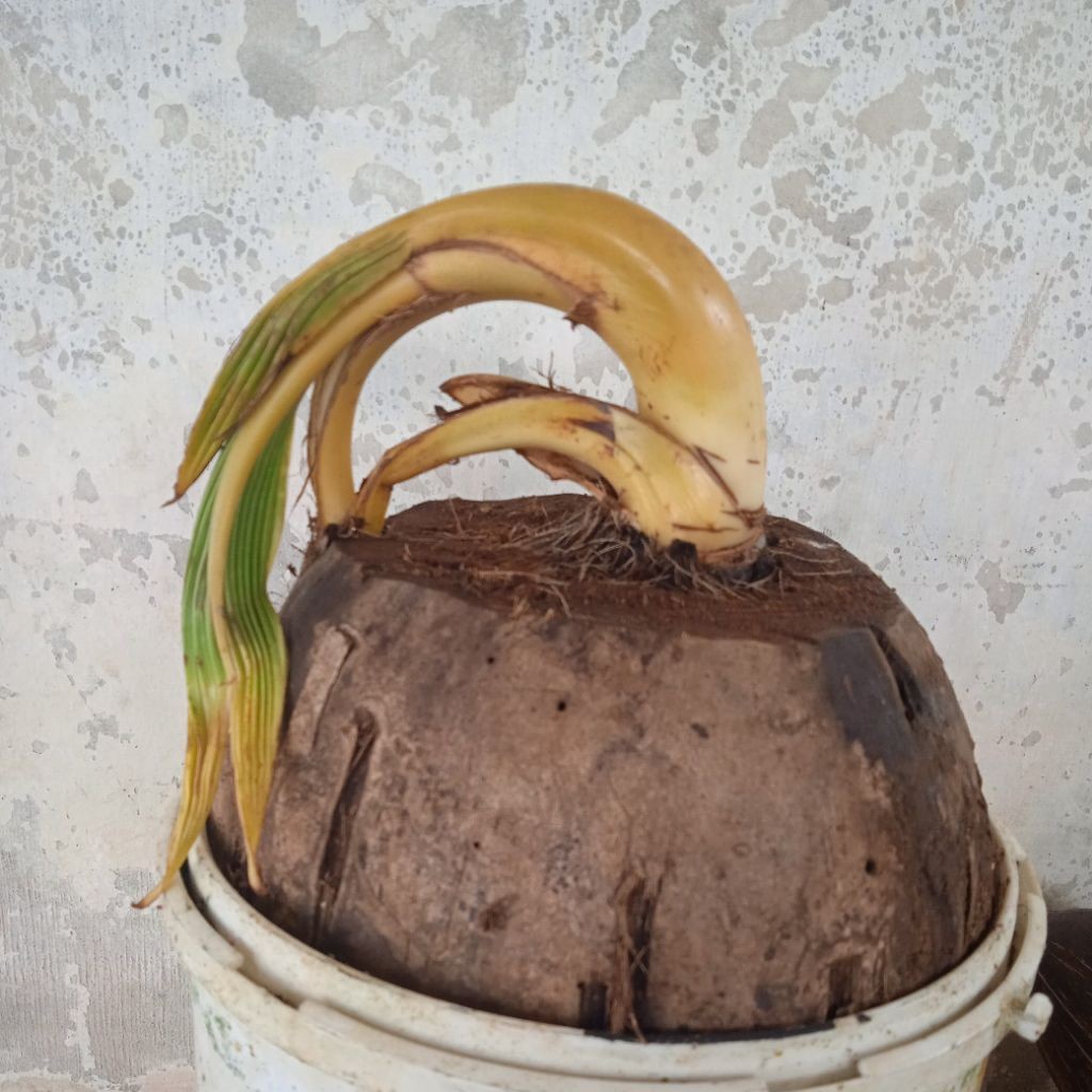 bahan bonsai kelapa bonsai kelapa unik     Berkualitas