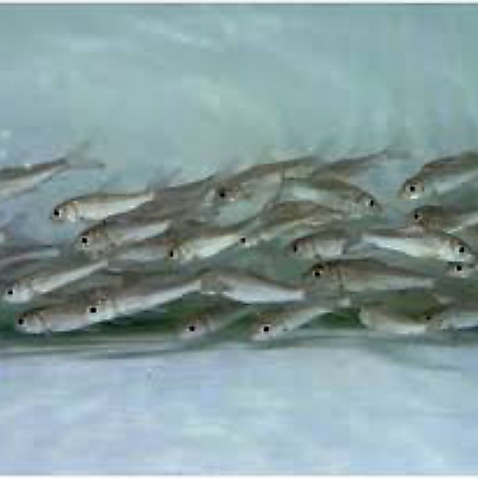 kebutuhan hiasan julaieni barb tankmate juleni barb