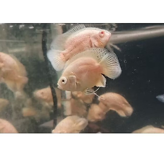 Oscar Paris Albino Slayer Short Body ( SB )