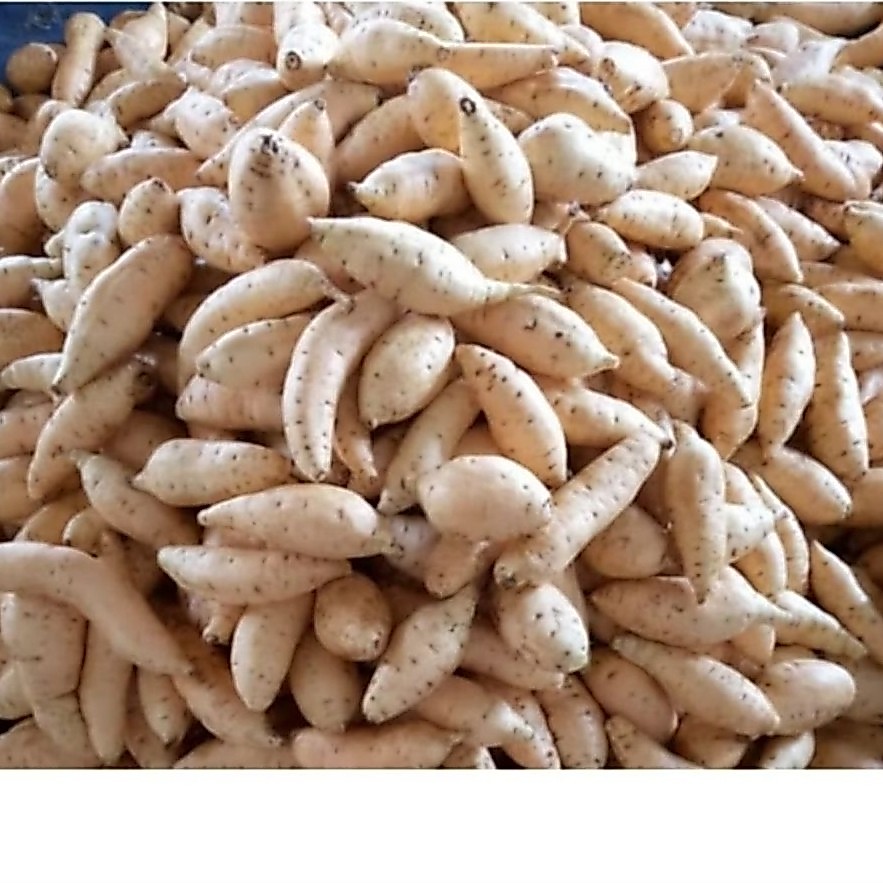 Ubi Cilembu Ubi Madu Asli Wonogiri 1Kg