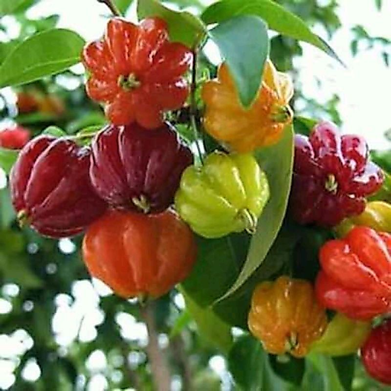 bibit tanaman cermai merah/dawandaru super