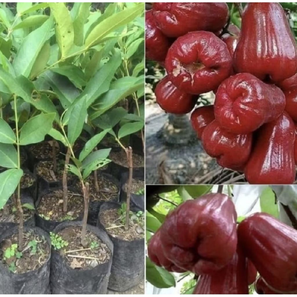 Pohon Jambu Air/ Bibit Tanaman Jambu Air/ Pohon Jambu Air/ Jambu Bol