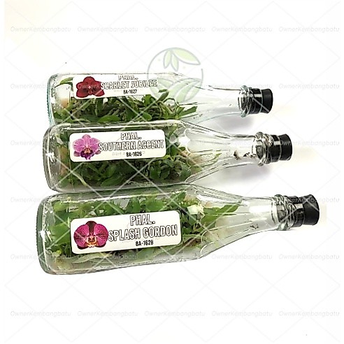 Bibit Benih Anggrek Bulan Botol Anggrek Bulan Botol Benih Anggrek Dalam botol anggrek Botolan