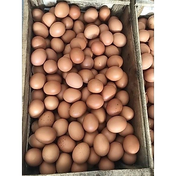 Telur ayam / telur ayam negri