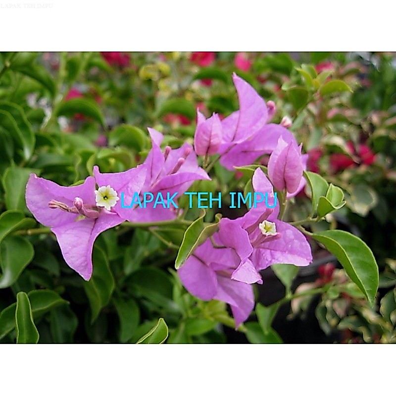 JUAL Bibit Kembang Kertas Bunga Bougenvile Bogenvile