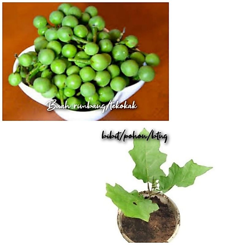 Bibit pohon rimbang tekokak buah rimbang tekokak 1 kg