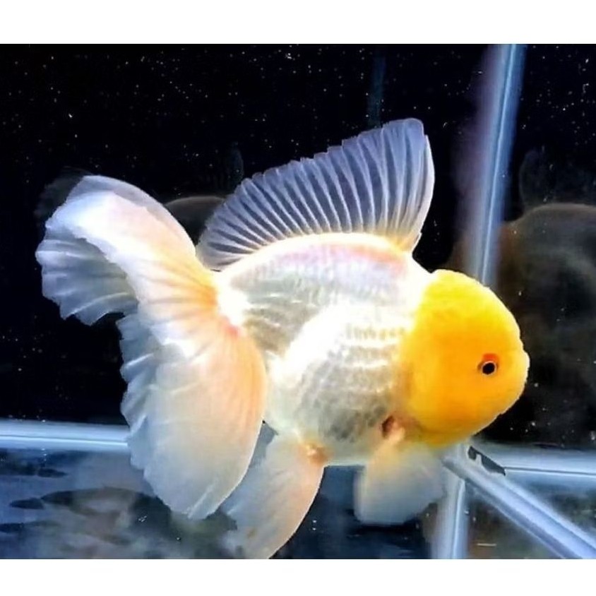 Koki Oranda hitam putih 5pcs hiasan akuarium