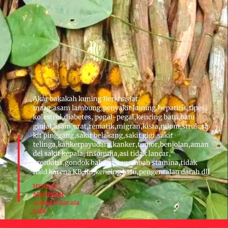 ALL READY AKAR BAJAKAH ORIGINAL Akar bajakah Kuning segar asli Kalimantan super Murah 1 kg obat live