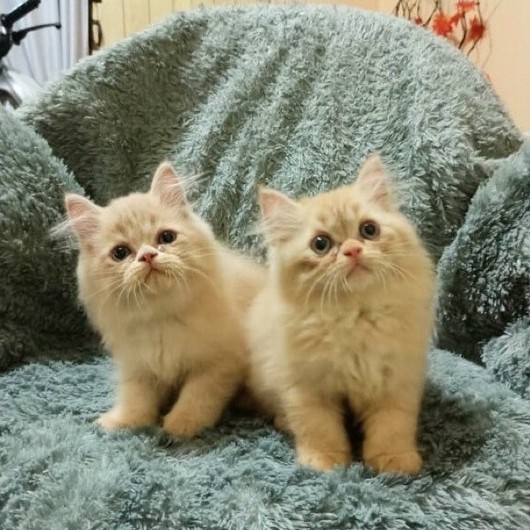 kitten anakan kucing ras by alpha cat house surabaya