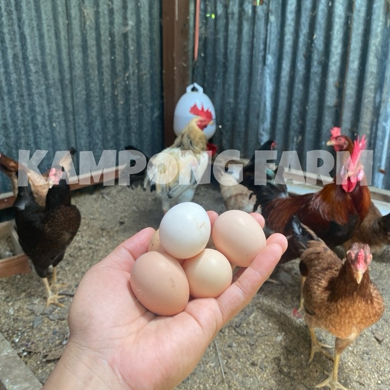 TELUR FERTIL ayam KUB 2 jenaka