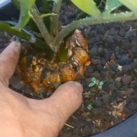 Tanaman Purba Encephalartos Ferox mutasi daun caudex 7cm