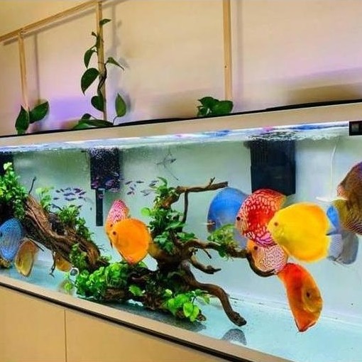Ikan discus mix / paket ikan discus / discus mix 1 inch / discus mix 1.5 inch / discus mix 2 inch / 