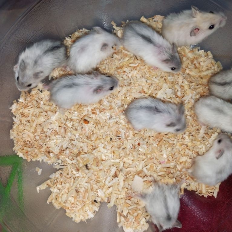 Hamster Winter White Pearl