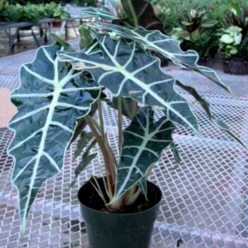 Tanaman Hias Keladi Alocasia Tengkorak Amazon - Bibit Tanaman Keladi Tengkorak Hitam Siap Pajang