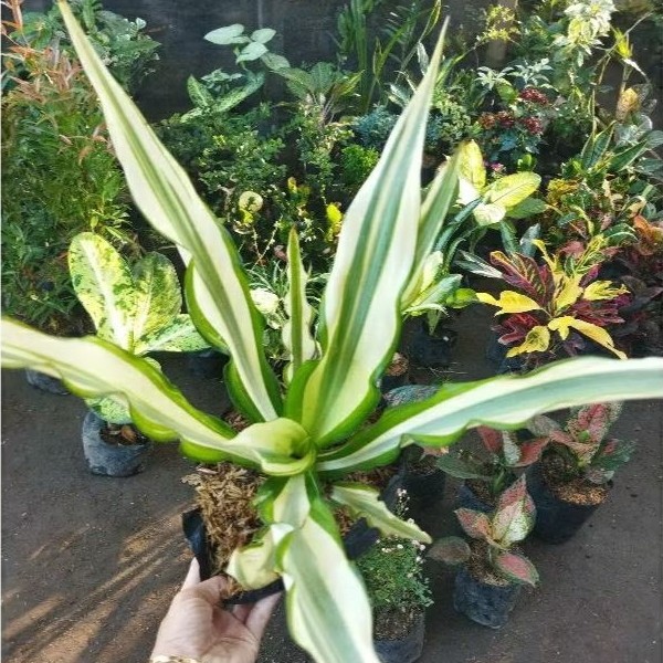 TERBARU TANAMAN HIAS AGAVE JUMBO SIAP PAJANG(NEW)-BEST