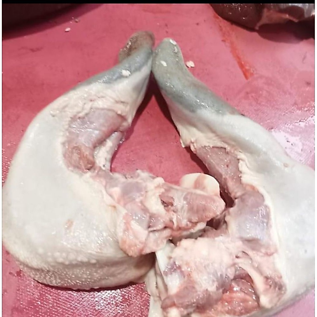 Lidah sapi