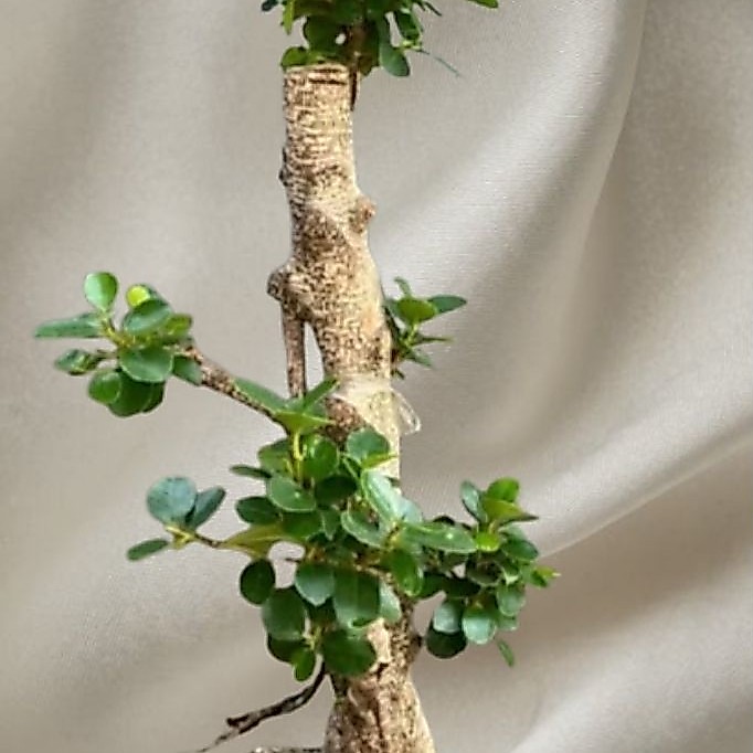 Bonsai Kimeng Daun Dolar batang besar uk  T 130cm  dengan bentuk unik dan artistik