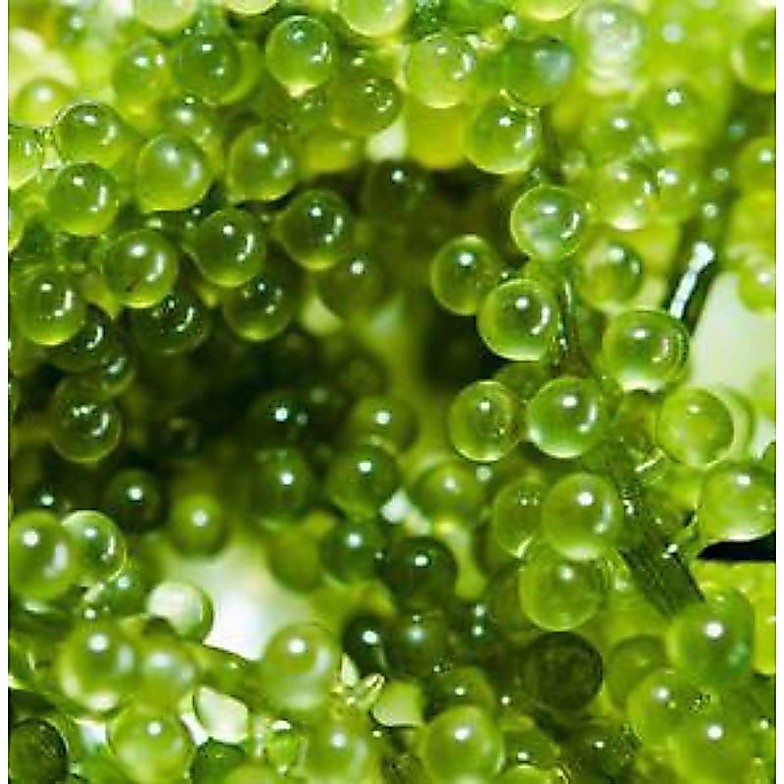 SUPER SPESIAL (HIGH QUALITY) latoh / sea grapes / anggur laut / green caviar
