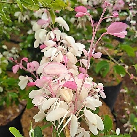 tanaman hias asem kranji / asam belanda / bahan bonsai